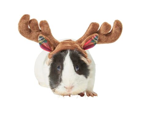 Holiday Antlers Guinea Pig Headpiece